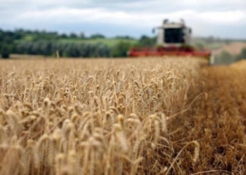 На Тернопільщині один з найкращих валових зборів зерна по Україні