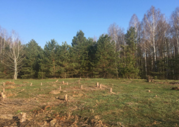 Розтрачував державні кошти: на Тернопільщині чинновник  хотів “заробити” на лісі