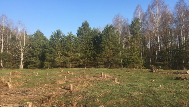 Розтрачував державні кошти: на Тернопільщині чинновник  хотів “заробити” на лісі