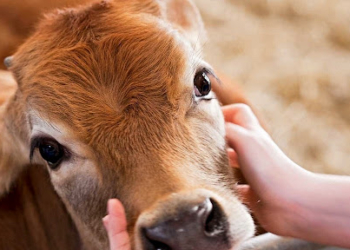 На Тернопільщині посилено контроль щодо непоширення спалаху сибірки