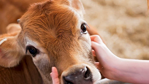 На Тернопільщині посилено контроль щодо непоширення спалаху сибірки