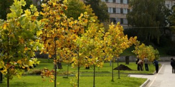 У Тернополі на “Алеї світлої пам’яті тернополян” висадили нові насадження