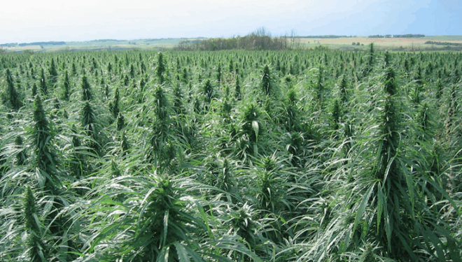 Плантацію коноплі знайшли неподілік Тернополя