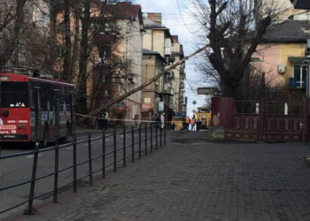 У центрі Тернополя перекрито проїзд, бо впало дерево