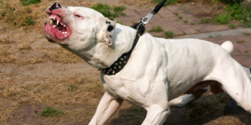 У Тернополі пітбуль загриз песеня на очах у дитини