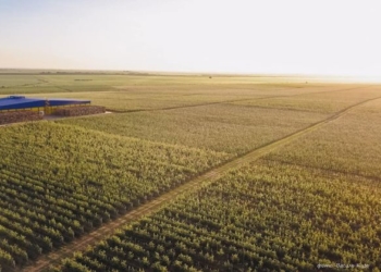 ФГ «Гадз» зібрало понад 40 сортів яблук