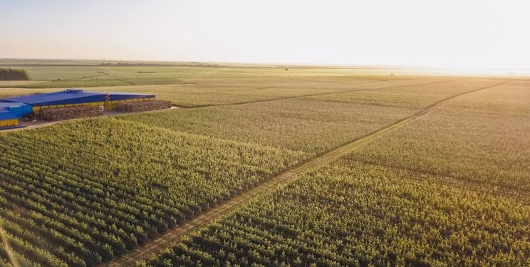 ФГ «Гадз» зібрало понад 40 сортів яблук