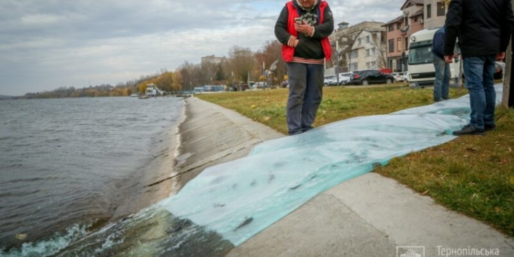 Якого саме сома запустили у Тернопільський став – всі подробиці