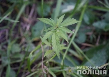 На Гусятинщині в місцевого жителя поліція вилучила два кілограми канабісу та сушене листя коноплі