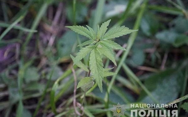 На Гусятинщині в місцевого жителя поліція вилучила два кілограми канабісу та сушене листя коноплі