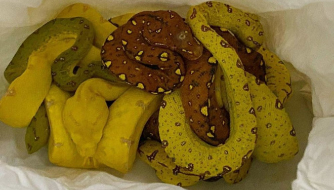 Тернополянин контрабандою хотів перевезти екзотичних тварин до Італії