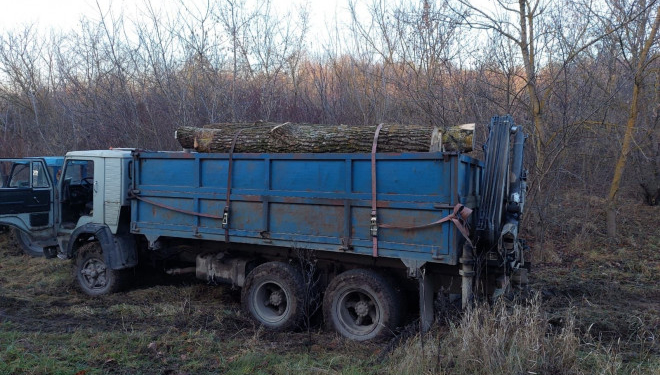 Судитимуть жителя Бережан, обвинуваченого у незаконній порубці дерев на понад 50 тис грн