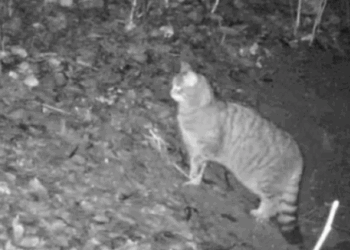 На Тернопільщині випадково зафільмували рідкісного хижака (Відео)