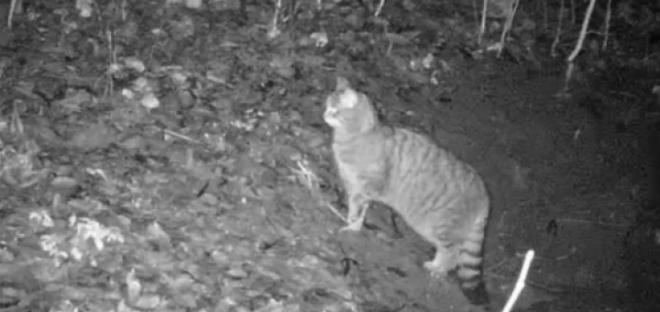 На Тернопільщині випадково зафільмували рідкісного хижака (Відео)