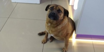 У центрі хочуть встановити пам’ятник улюблениці тернополян – собачці Джессі