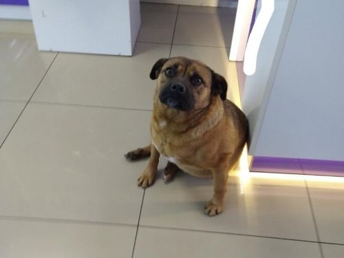 У центрі хочуть встановити пам’ятник улюблениці тернополян – собачці Джессі