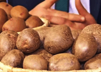 Українські науковці презентували новий високоврожайний сорт картоплі