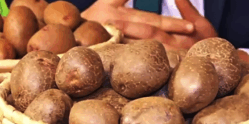 Українські науковці презентували новий високоврожайний сорт картоплі