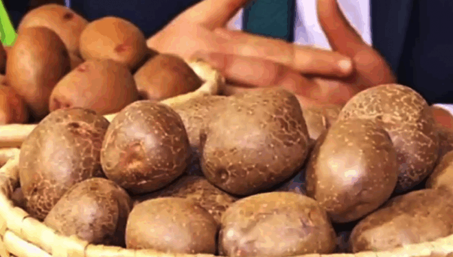 Українські науковці презентували новий високоврожайний сорт картоплі