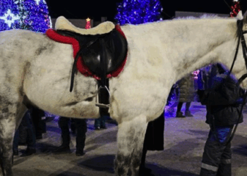 Тернопільського конюха оштрафували за катання людей біля ялинки