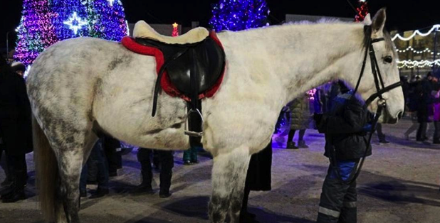 Тернопільського конюха оштрафували за катання людей біля ялинки