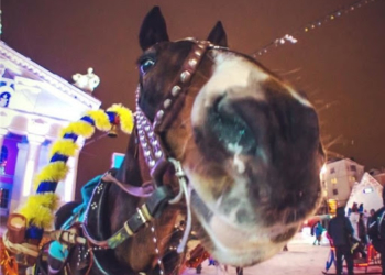 У центрі Тернополя кінь копнув 5-річного хлопчика в живіт