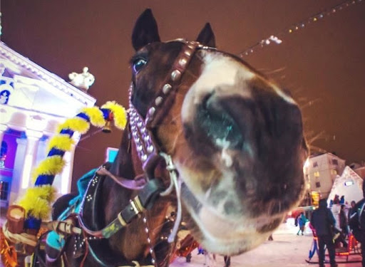 У центрі Тернополя кінь копнув 5-річного хлопчика в живіт