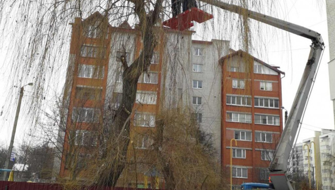 Комунальники проводять у Тернополі обрізку дерев