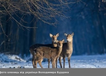 Фотографія тернополянина Володимира Бурдяка стала кращою на міжнародному конкурсі