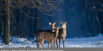 Фотографія тернополянина Володимира Бурдяка стала кращою на міжнародному конкурсі