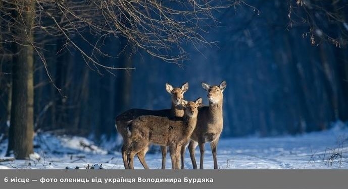 Фотографія тернополянина Володимира Бурдяка стала кращою на міжнародному конкурсі