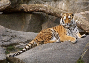 Як із вовни власноруч створити тигра – символа 2022 року