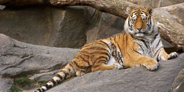 Як із вовни власноруч створити тигра – символа 2022 року