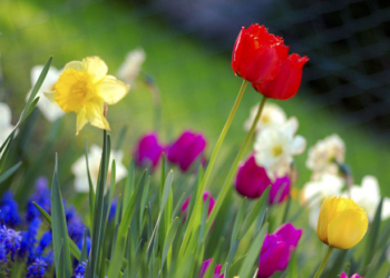 Стало відомо, коли прийде справжня весна