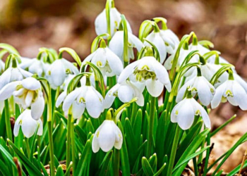 У Тернополі виловлюють продавців первоцвітів