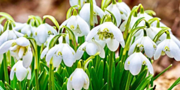 У Тернополі виловлюють продавців первоцвітів