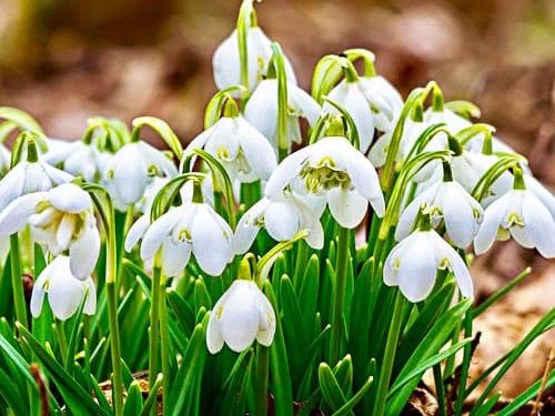 У Тернополі виловлюють продавців первоцвітів