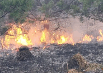 Через масштабну пожежу на Тернопільщині мало не згорів ліс, сонячні батареї та людські оселі