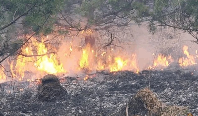 Через масштабну пожежу на Тернопільщині мало не згорів ліс, сонячні батареї та людські оселі