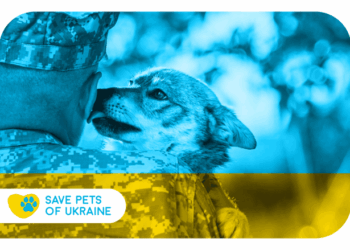 Save Pets of Ukraine: стартувала ініціатива з допомоги чотирилапим під час війни