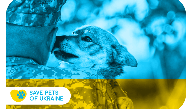 Save Pets of Ukraine: стартувала ініціатива з допомоги чотирилапим під час війни