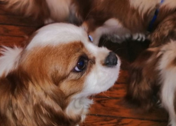 Тернополянки взяли на перетримку собак, яких люди возять із центральної України