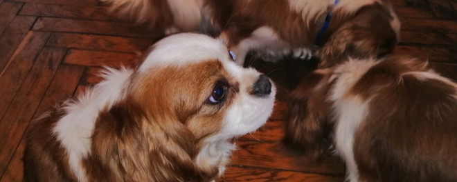 Тернополянки взяли на перетримку собак, яких люди возять із центральної України