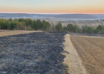 Міський голова з Тернопільщини дає винагороду за спійманого палія