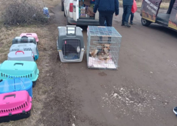 Тварин з тернопільського центру «Хатіко» відправляють за кордон