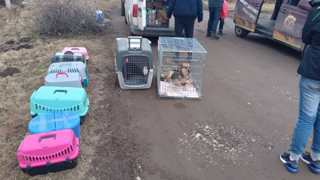 Тварин з тернопільського центру «Хатіко» відправляють за кордон