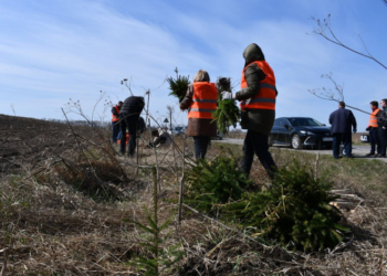 Вздовж доріг на Тернопільщині висаджують дерева – щоб взимку не було переметів
