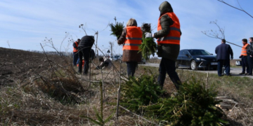 Вздовж доріг на Тернопільщині висаджують дерева – щоб взимку не було переметів