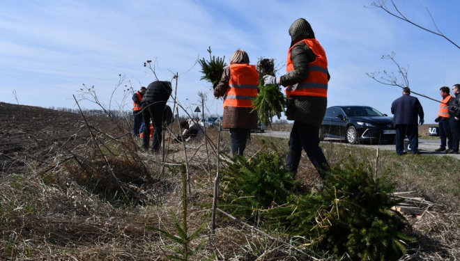 Вздовж доріг на Тернопільщині висаджують дерева – щоб взимку не було переметів