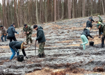 В ДП «Кременецьке лісове господарство» і «Чортківський лісгосп» тривають роботи з висадки лісів